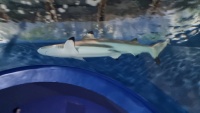 Schwarzspitzen-Riffhai (Carcharhinus melanopterus).